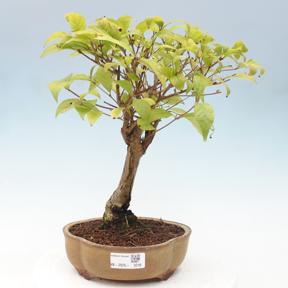 Bonsai für draußen - Callicarpa japonica