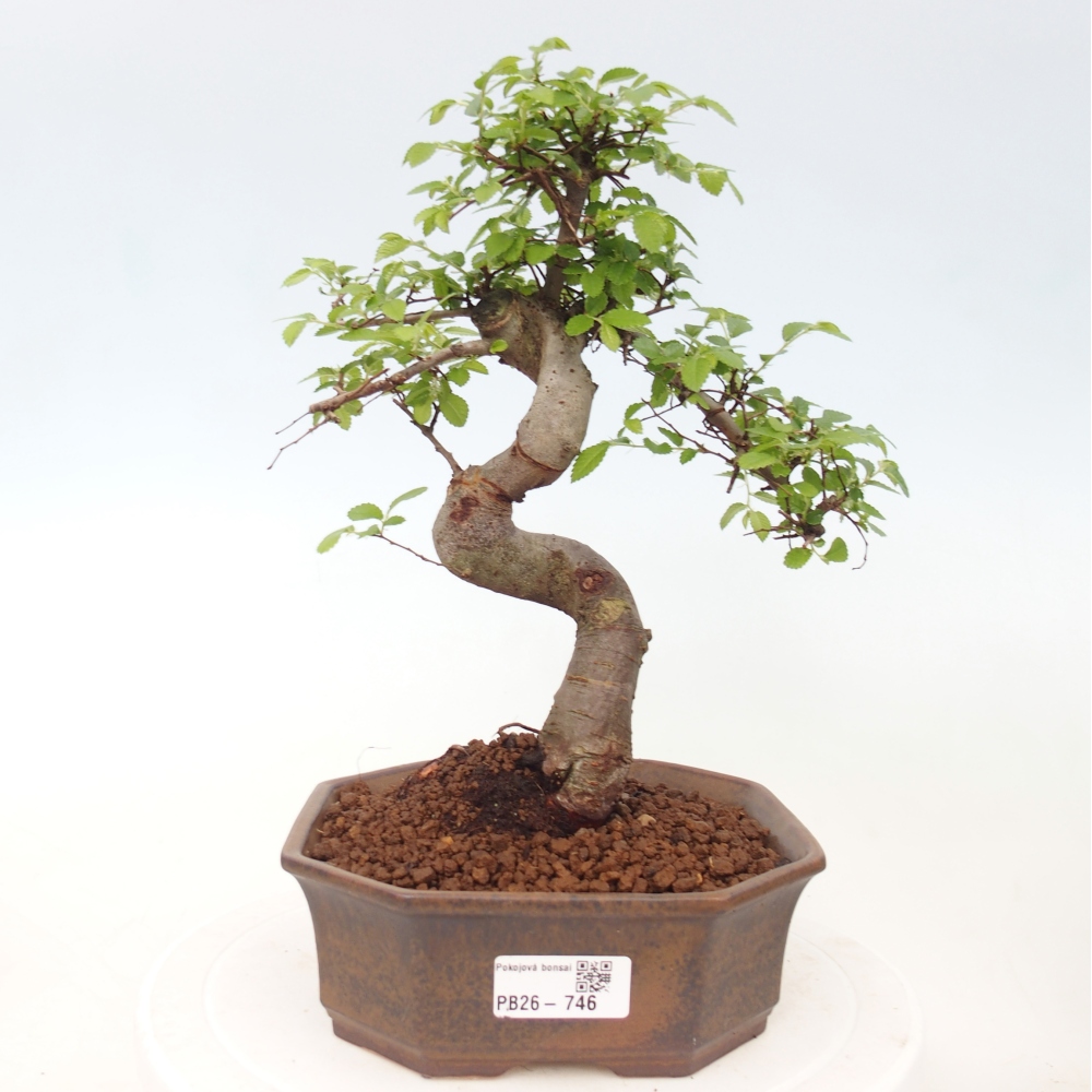 Zimmerbonsai - Ulmus parvifolia - Kleinblättrige Ulme