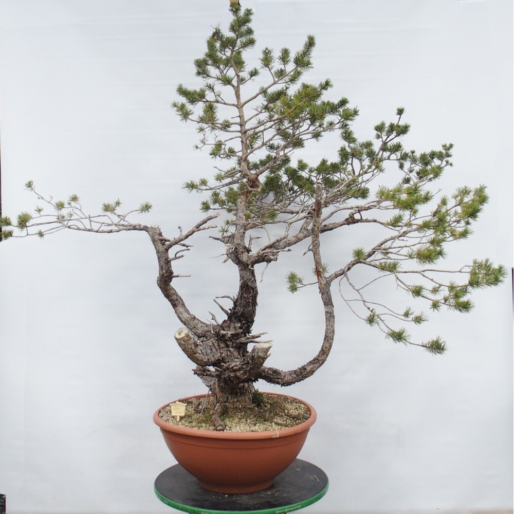 Yamadori - Pinus sylvestris Spanien