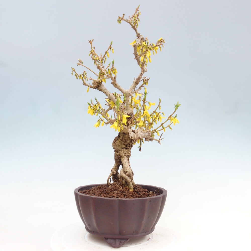 Bonsai für draußen - Zlatice - Forsythia koreana
