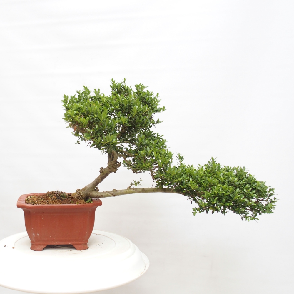 Zimmer Bonsai - Ilex crenata - Stechpalme
