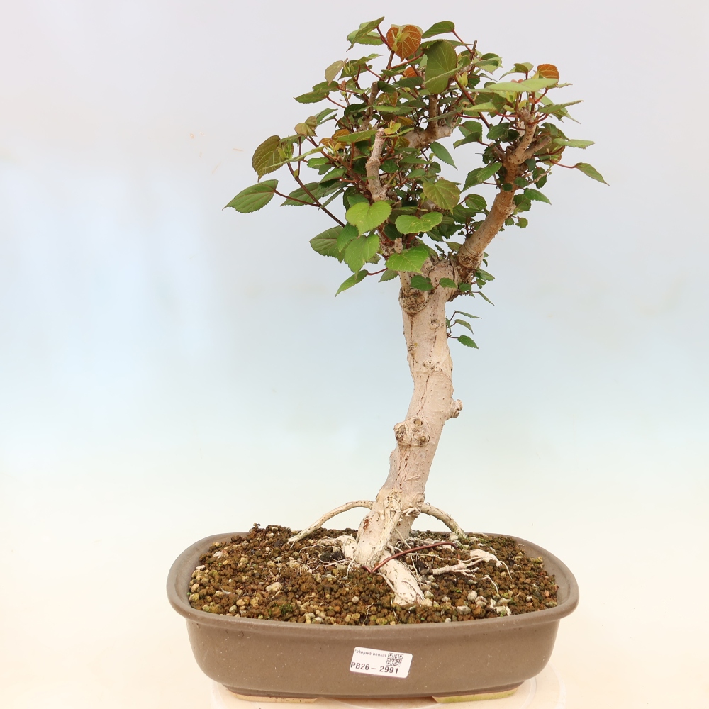 Zimmerbonsai - Hibiscus tiliaceus - Meeres-Hibiskus
