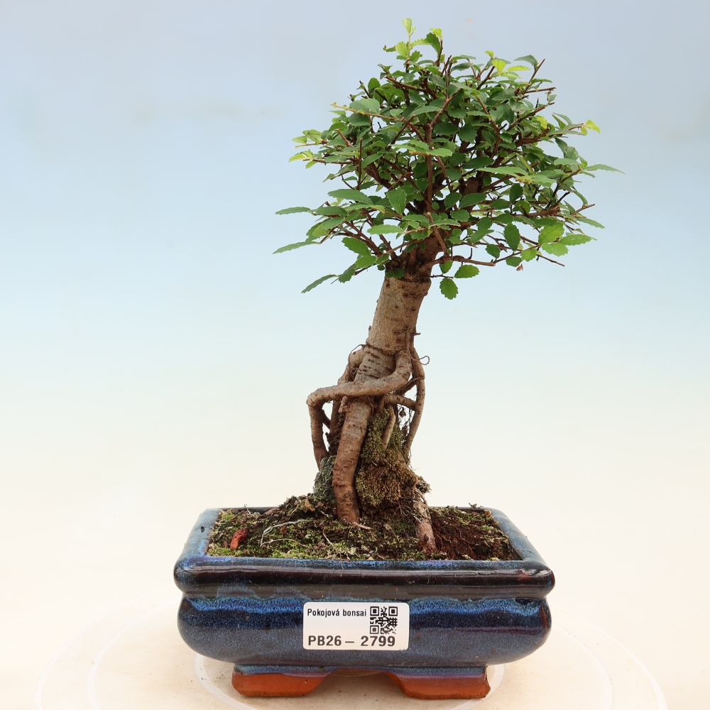 Zimmerbonsai - Ulmus parvifolia - Kleinblättrige Ulme
