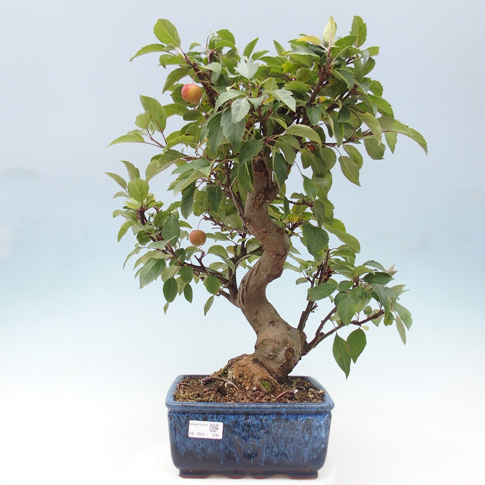 Outdoor-Bonsai -Malus halliana - Kleinfrüchtiger Apfelbaum