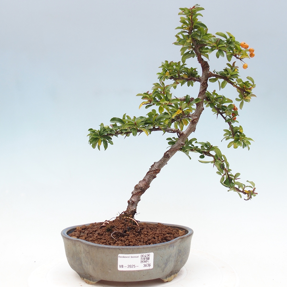 Freiland-Bonsai-Pyracantha Teton -Hlox