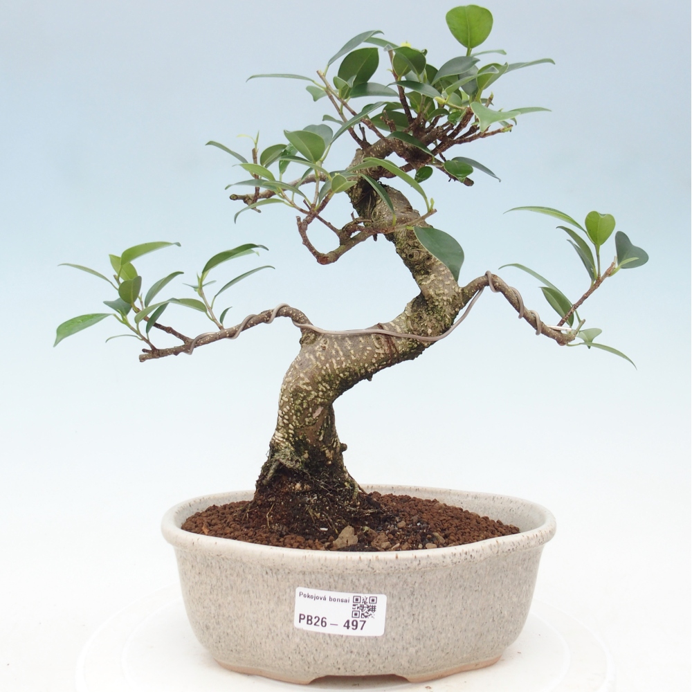 Zimmerbonsai - Ficus retusa - Kleinblättriger Ficus
