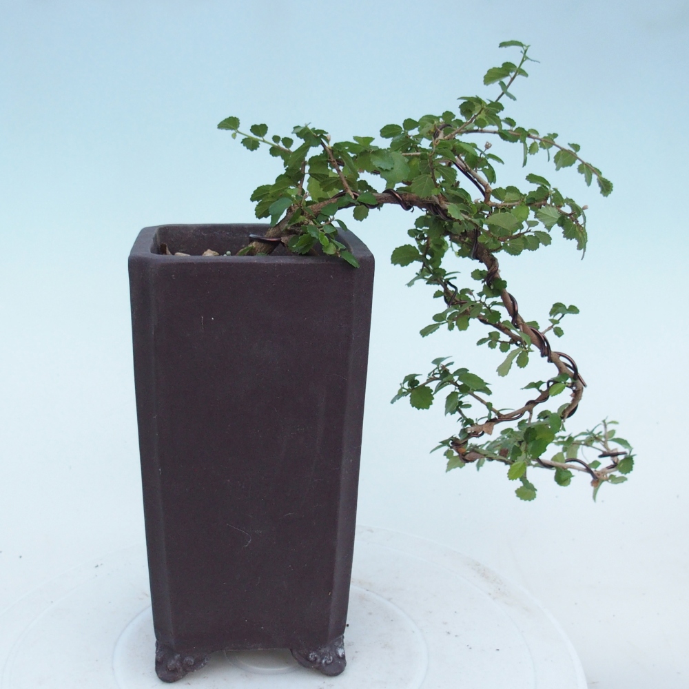 Zimmerbonsai - Grewia sp. - Grewia malafolia