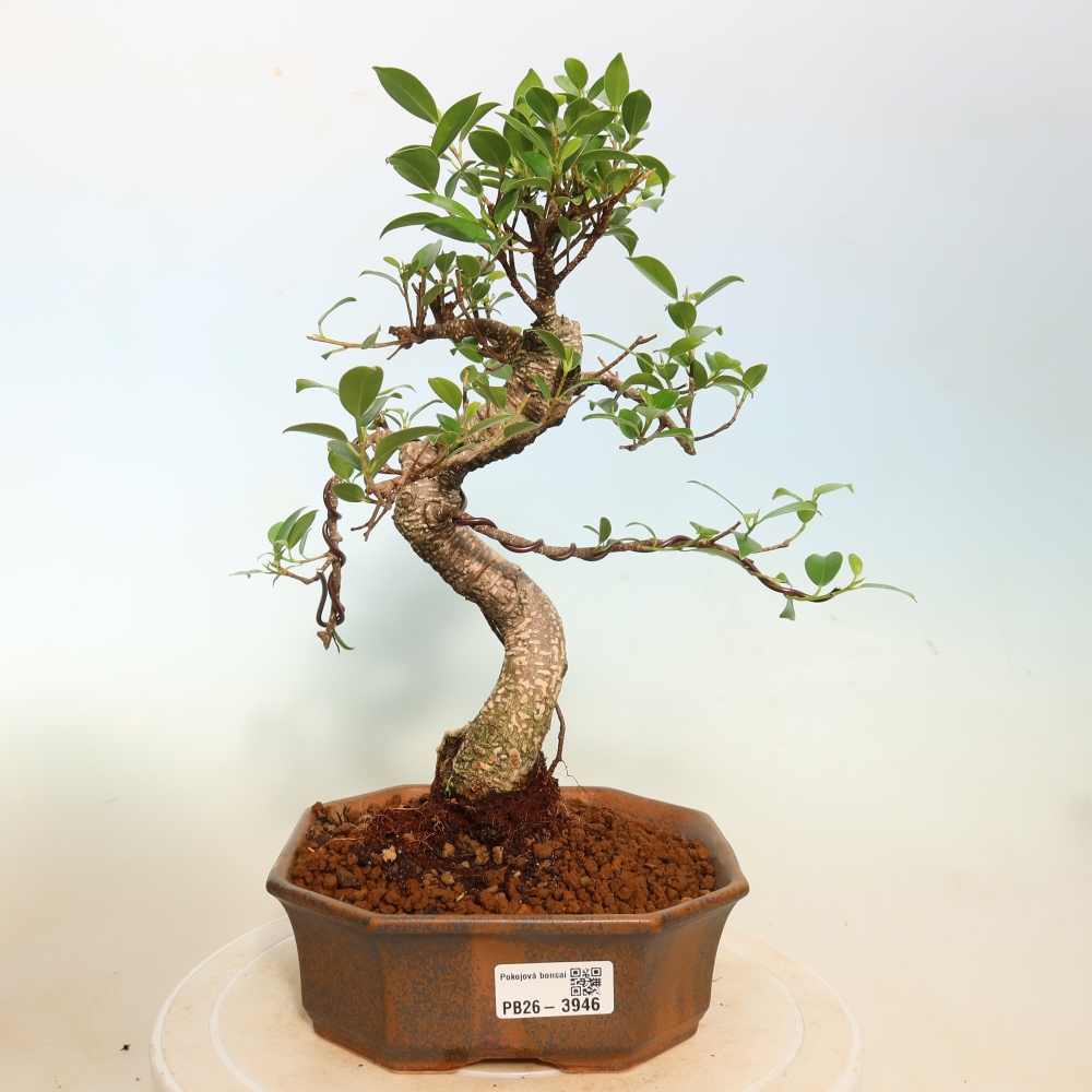 Zimmerbonsai - Ficus kimmen - Kleinblättriger Ficus