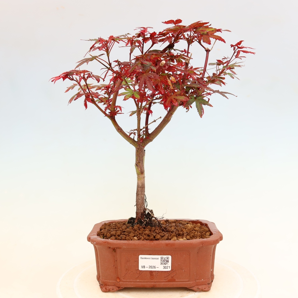 Bonsai für den Außenbereich – Palmenblättriger Ahorn – Acer palmatum „Berry Broom“ 