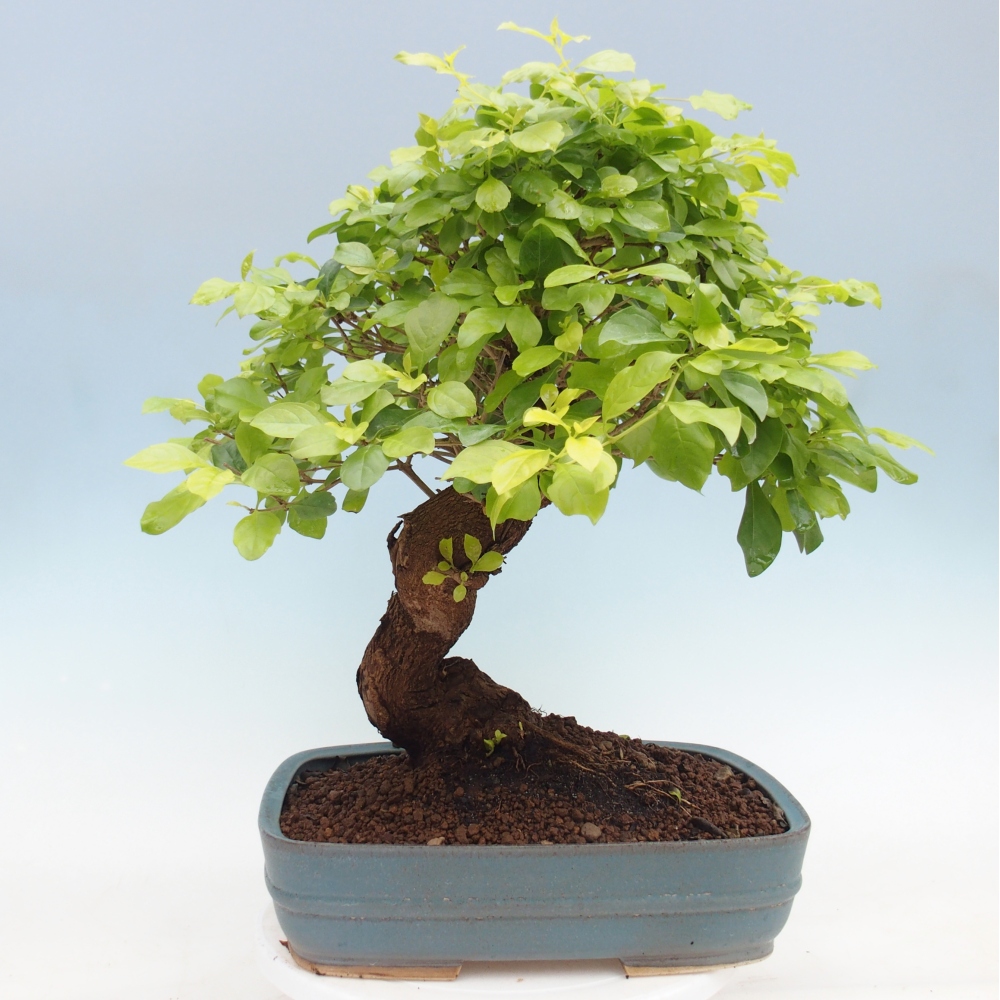 Zimmerbonsai - Duranta erecta Aurea - NUR PERSÖNLICHE ABHOLUNG oder Palettentransport