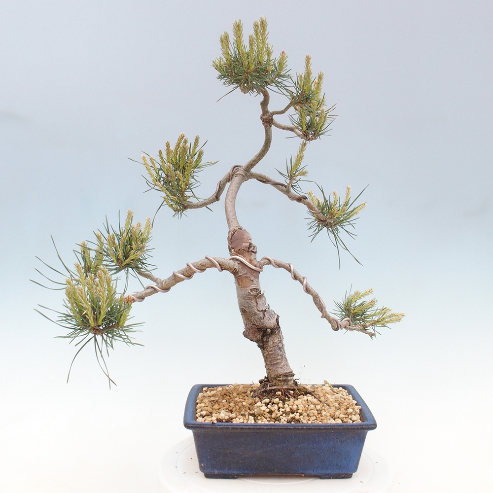 Bonsai für draußen - Pinus Sylvestris Watererri - Waldkiefer