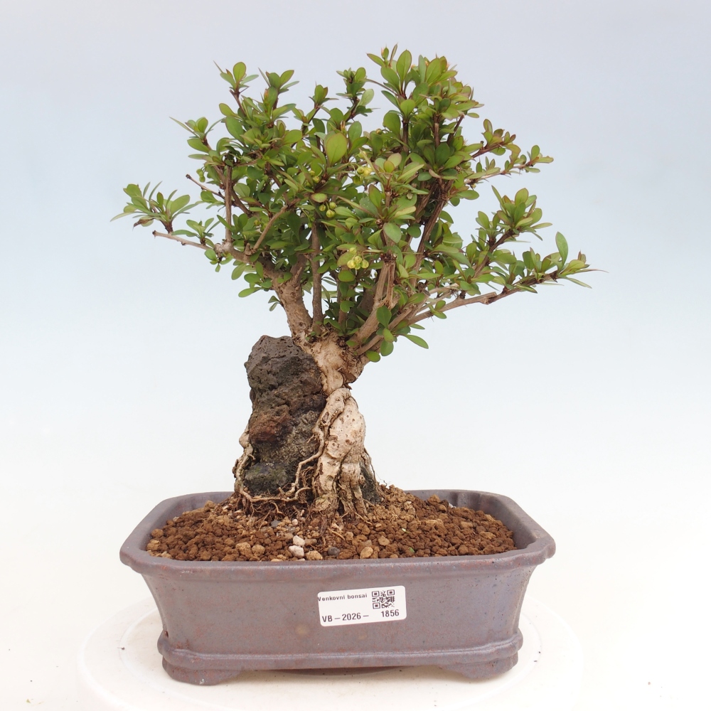 Bonsai für draußen - Berberis coreana
