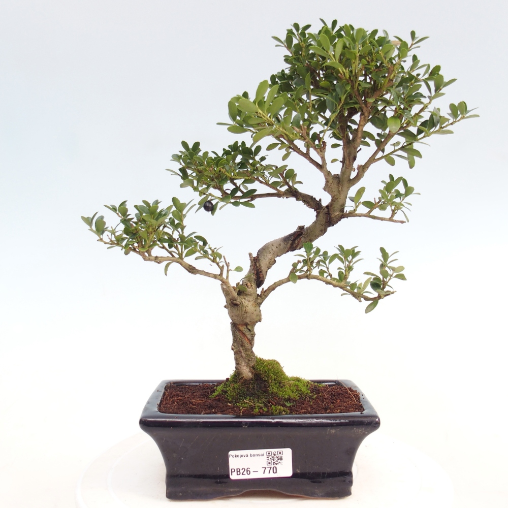 Zimmer Bonsai - Ilex crenata - Stechpalme