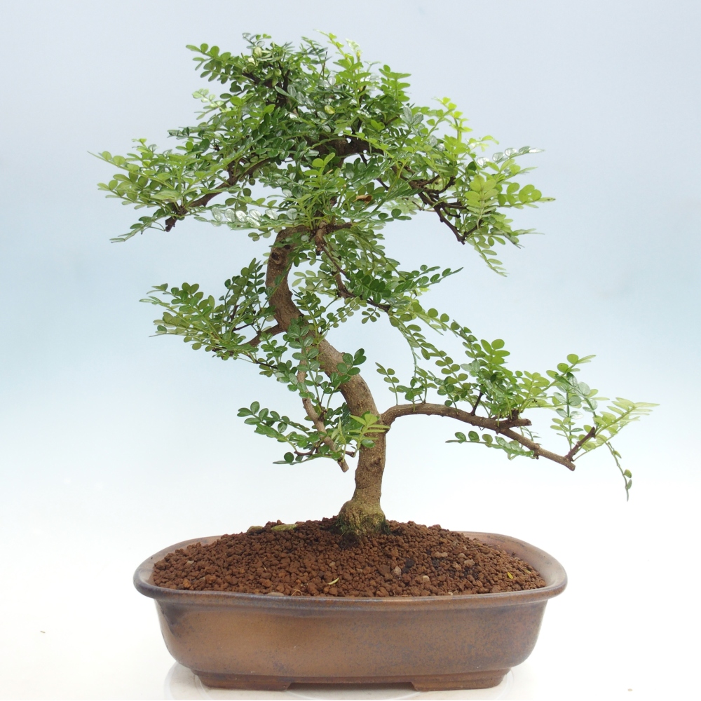 Zimmer Bonsai - Zantoxylum piperitum - Pfefferbaum