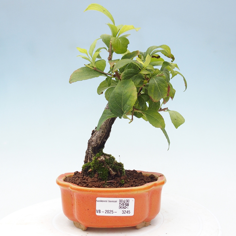 Bonsai für draußen - Celastrus orbiculatus