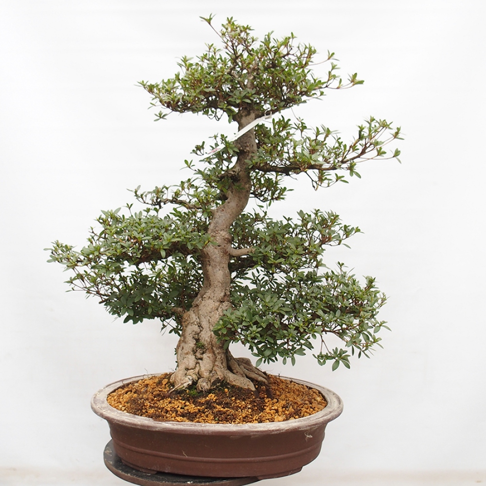 Bonsai für draußen - Japanische Azalee - Azalee Byakuren