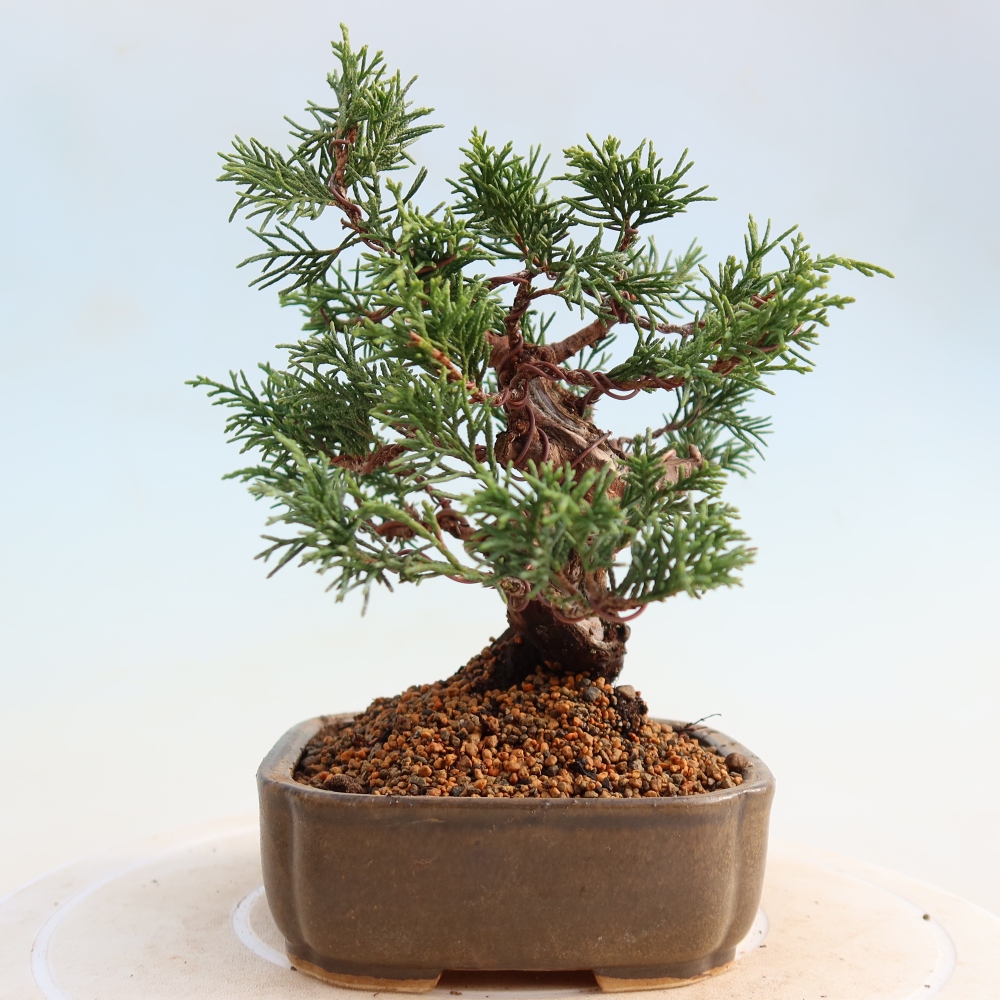 Bonsai für draußen - Juniperus chinensis Itoigawa