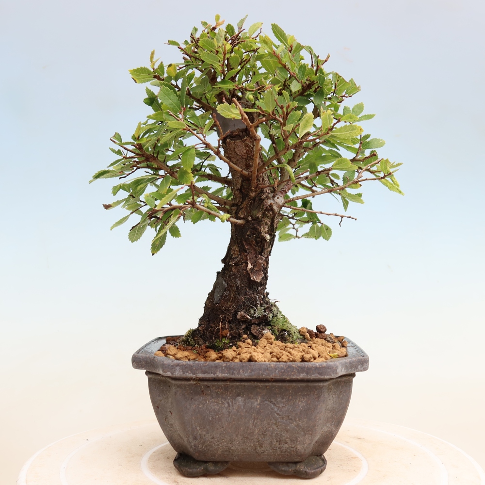 Bonsai für draußen - Zelkova - Zelkova NIRE
