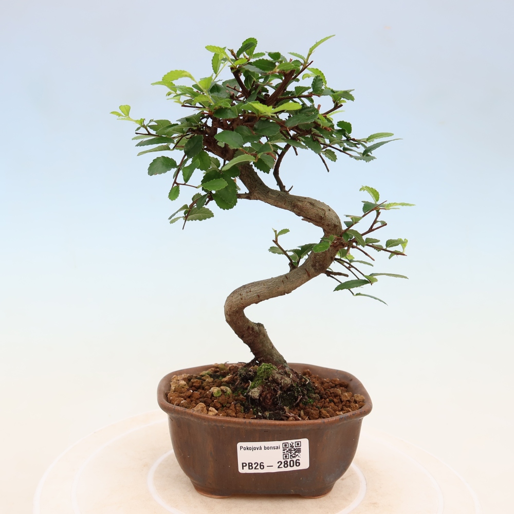 Zimmerbonsai - Ulmus parvifolia - Kleinblättrige Ulme