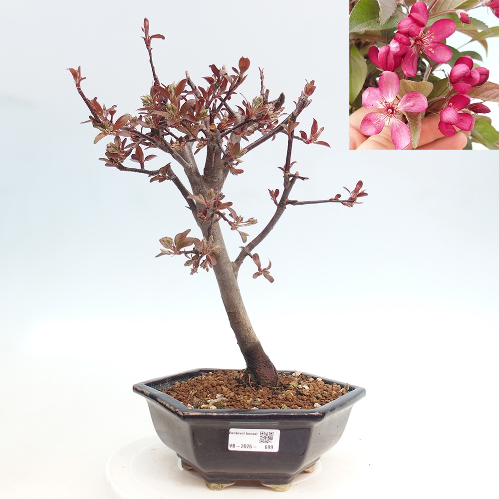 Outdoor-Bonsai -Malus domestica - Kleinfrüchtiger rotblättriger Apfelbaum