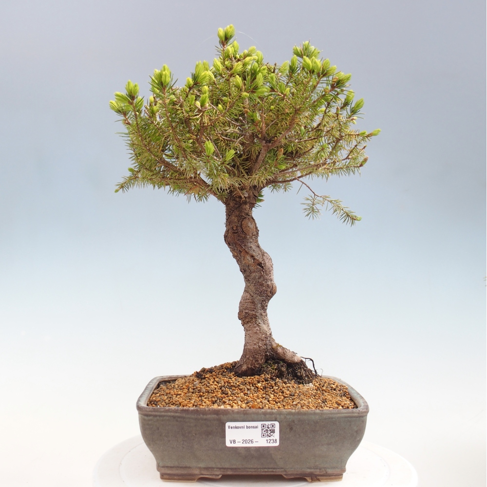 Bonsai für draußen - Fichte - Picea glauca globe