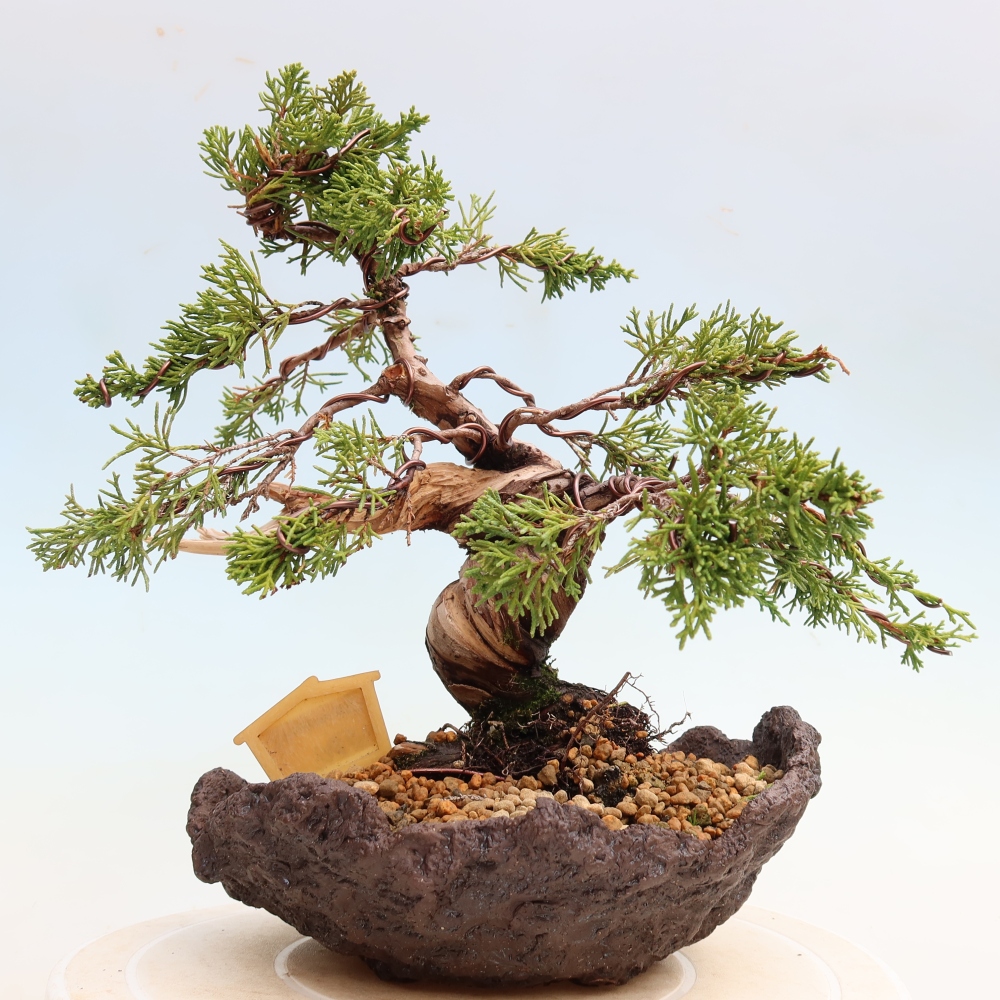 Bonsai für draußen - Juniperus chinensis Itoigawa-Juniperus chinensis