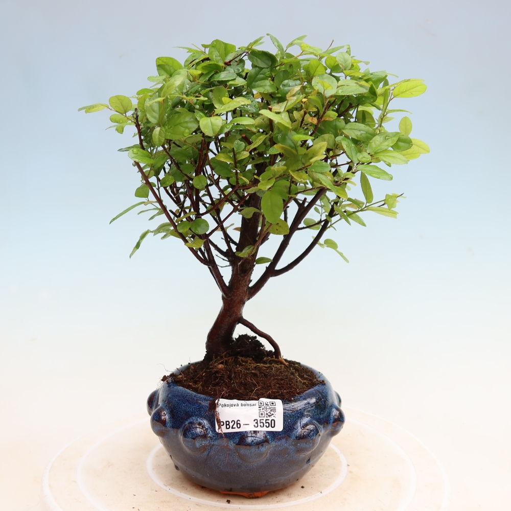 Zimmer Bonsai - Sageretia thea - Sageretia thea