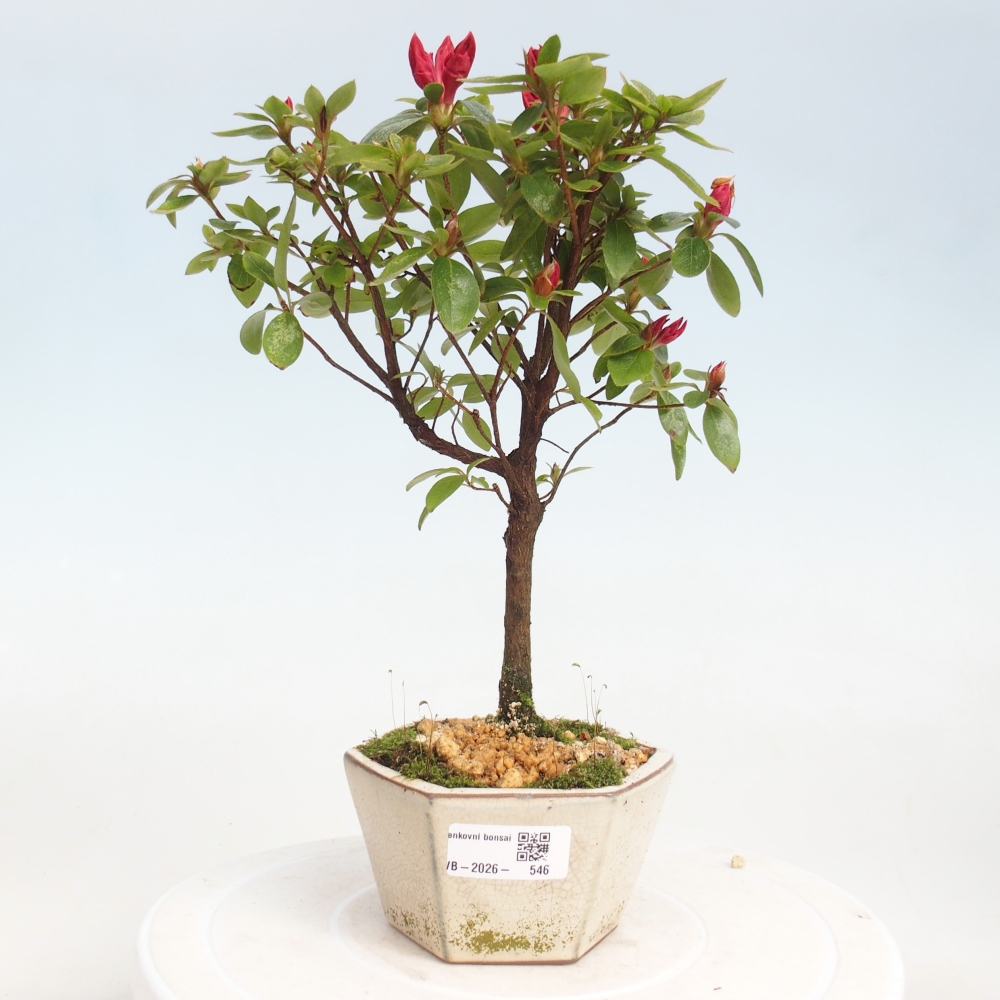 Bonsai für draußen - Japanische Azalee - Azalea sp.