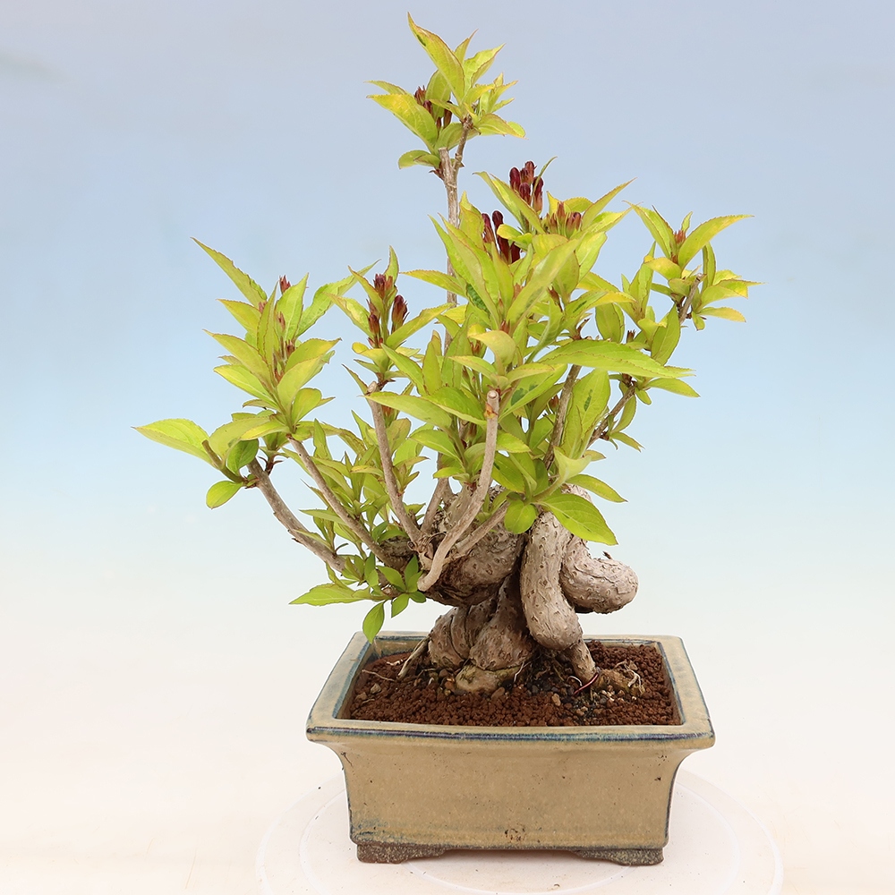 Freiland-Bonsai – Weigela subsessilis – Koreanische Weigela