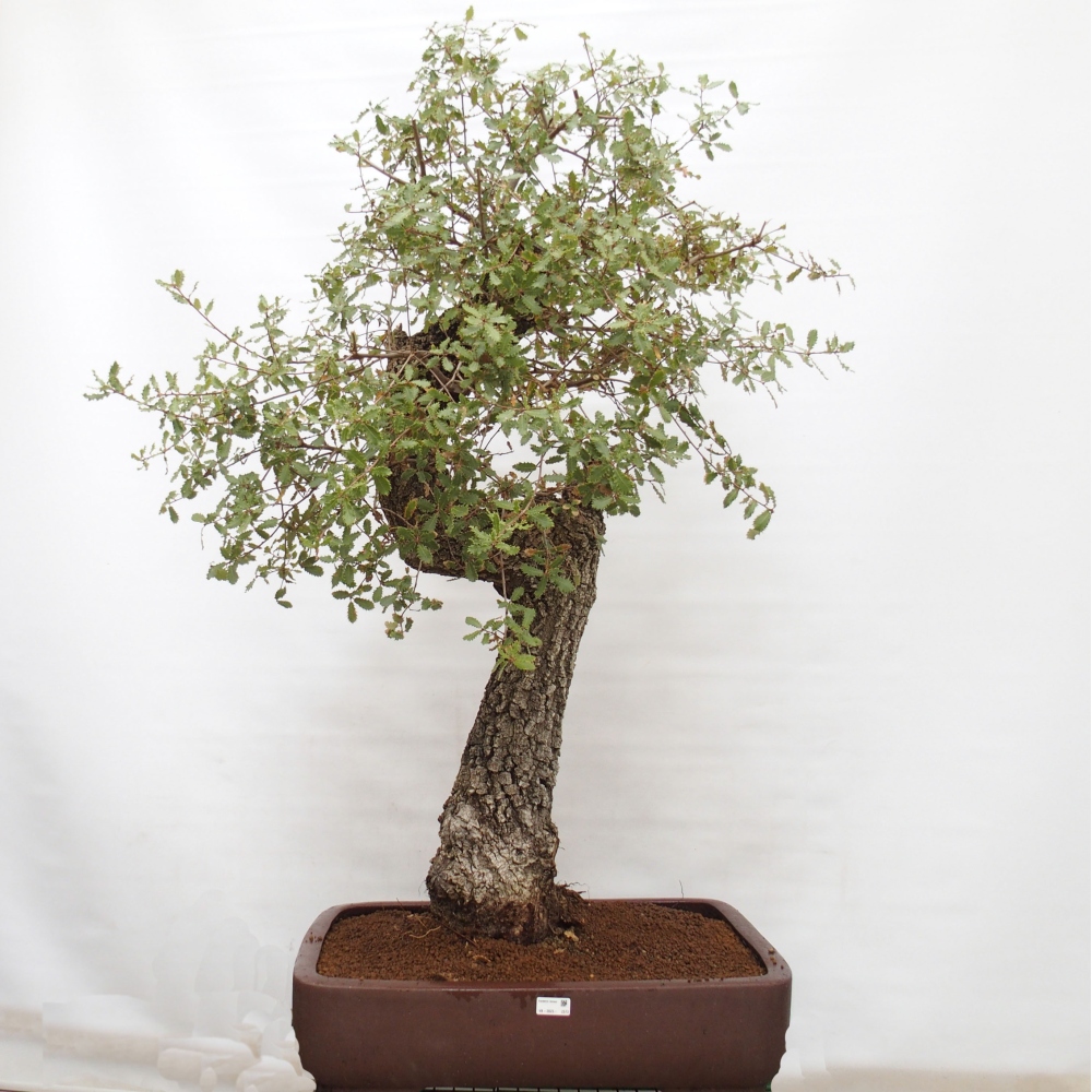 Yamadori - Quercus Ilex - Eichenstechpalme