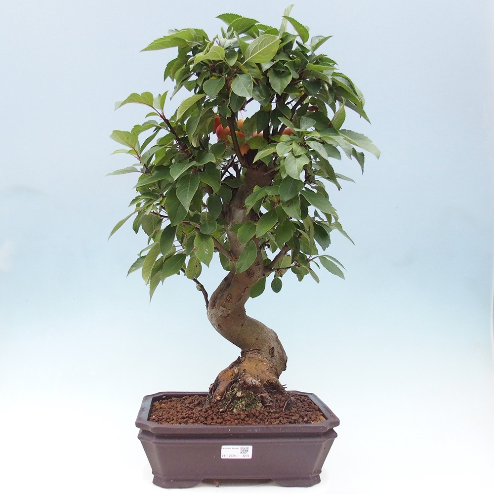 Outdoor-Bonsai -Malus halliana - Kleinfrüchtiger Apfelbaum
