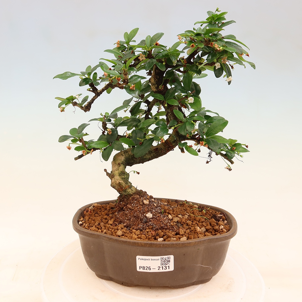 Zimmer-Bonsai - Carmona macrophylla - Tee-Fuki