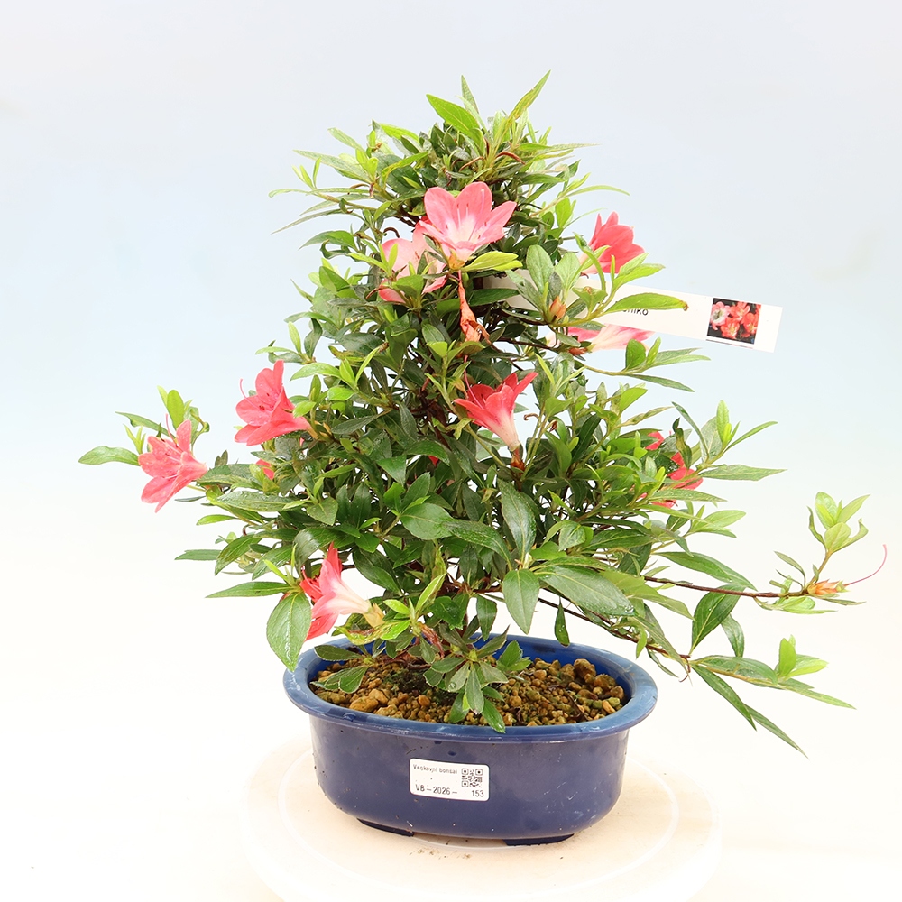 Bonsai für draußen - Japanische Azalee - Azalee Beniko