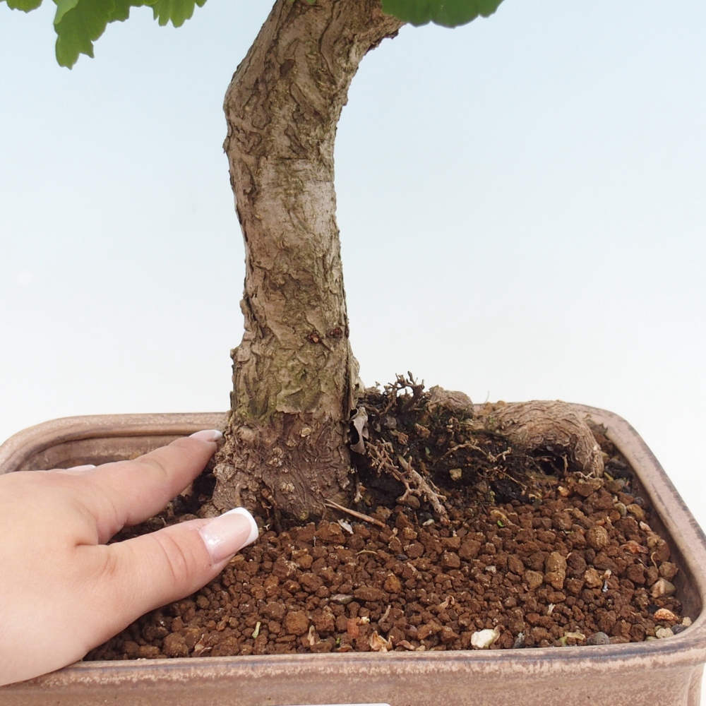 Bonsai für draußen - Ginkgo biloba - Ginkgo biloba