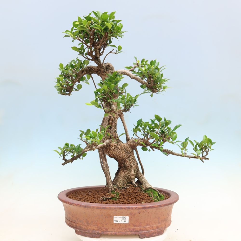 Zimmerbonsai - Ficus kimmen - Kleinblättriger Ficus