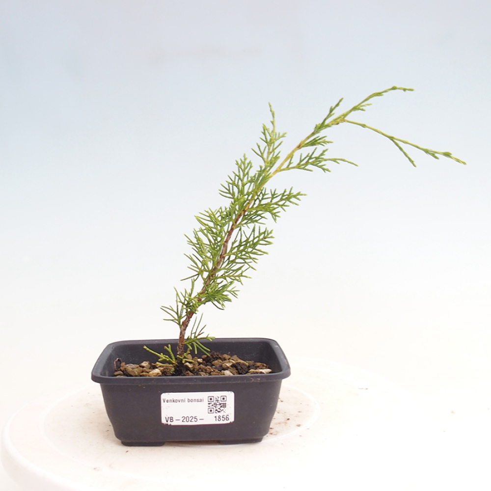 Bonsai für draußen - Juniperus chinensis Itoigawa