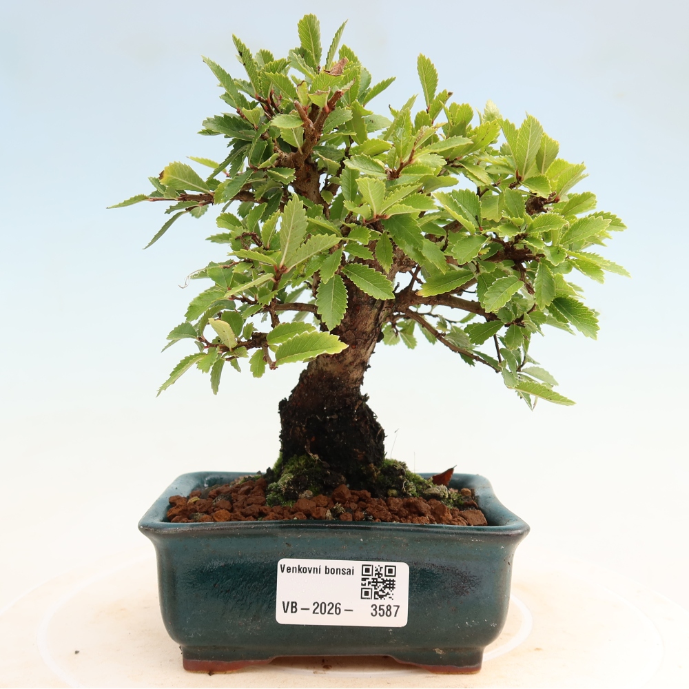 Bonsai für draußen - Zelkova - Zelkova NIRE