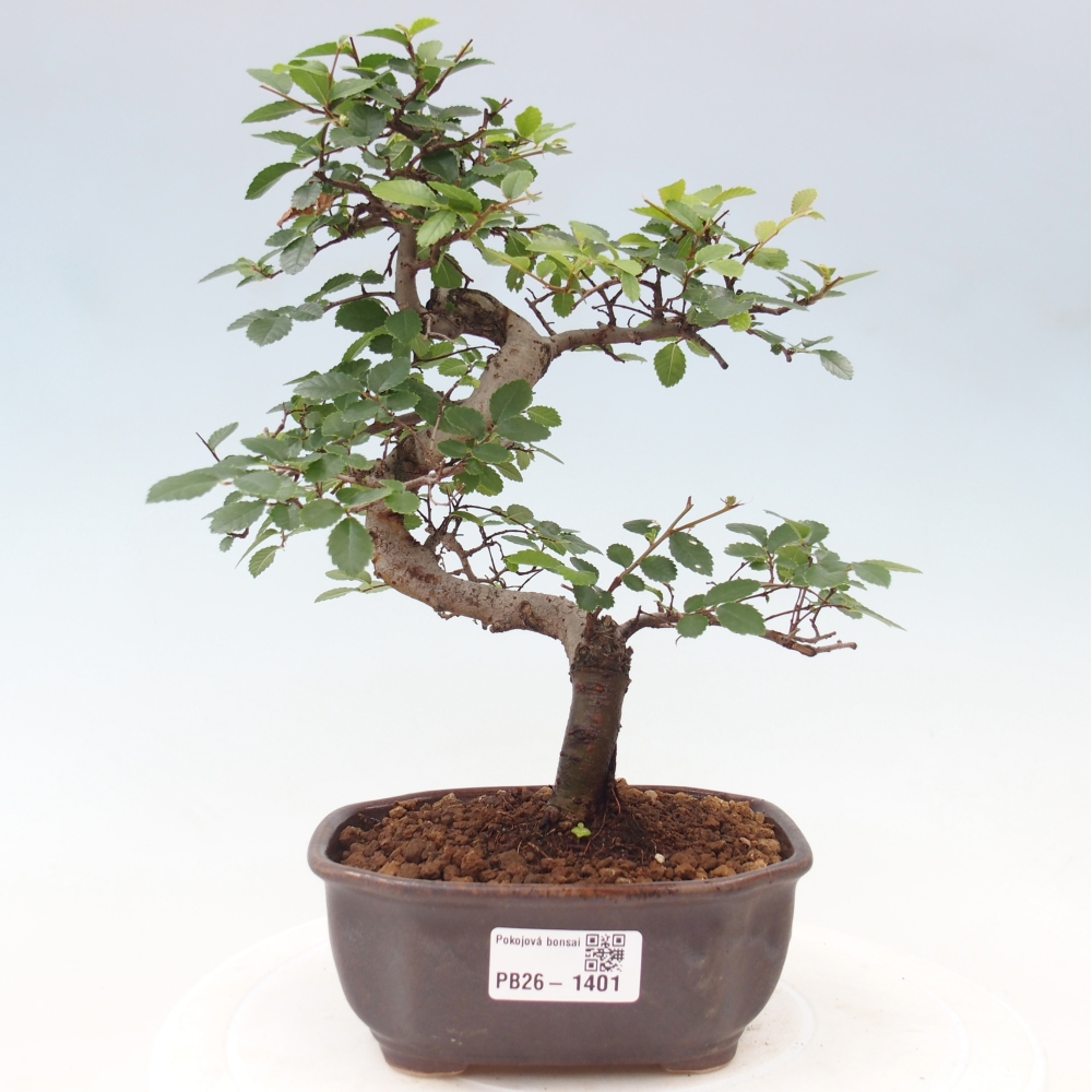 Zimmerbonsai - Ulmus parvifolia - Kleinblättrige Ulme