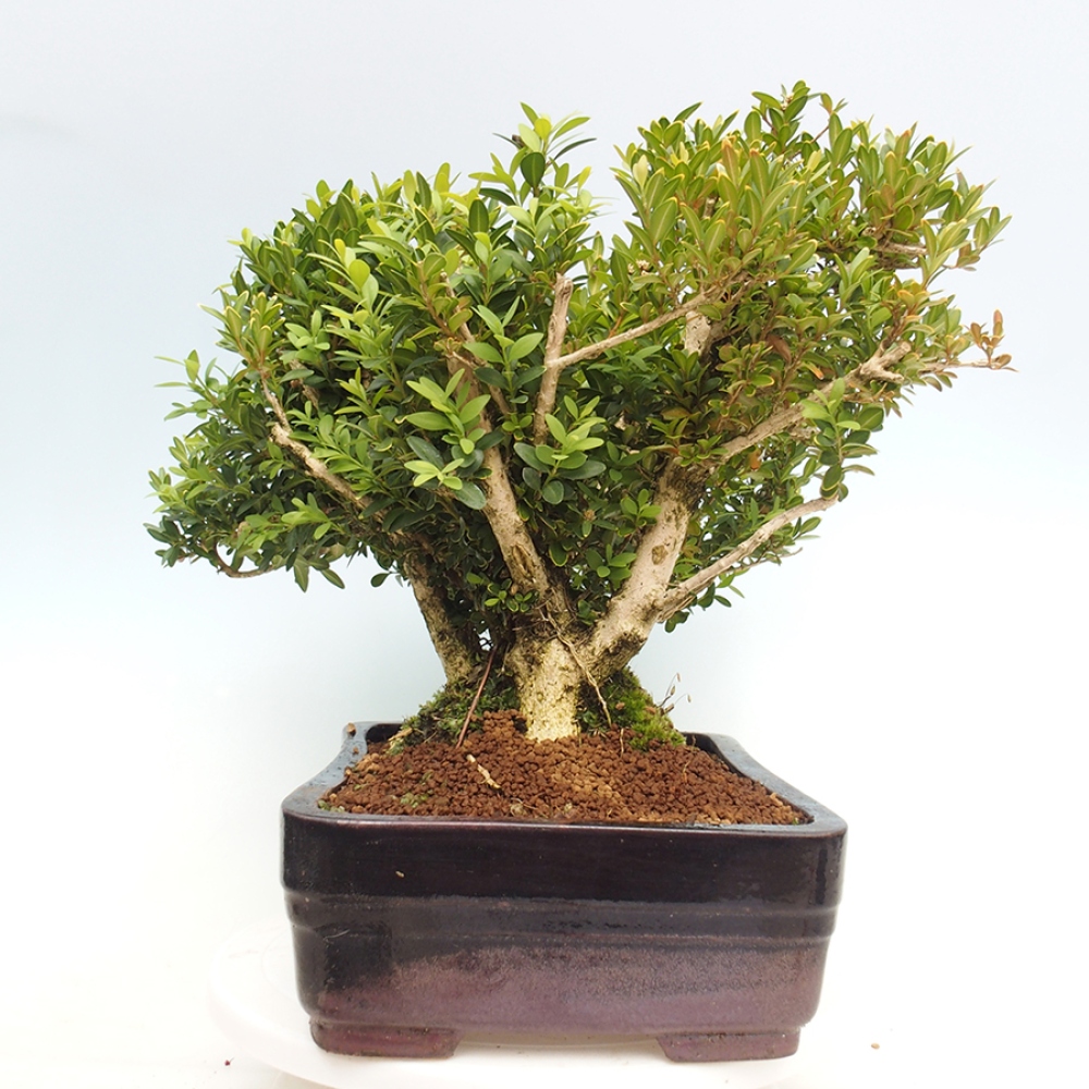 Bonsai für draußen - Buxus sempervirens - Buchsbaum