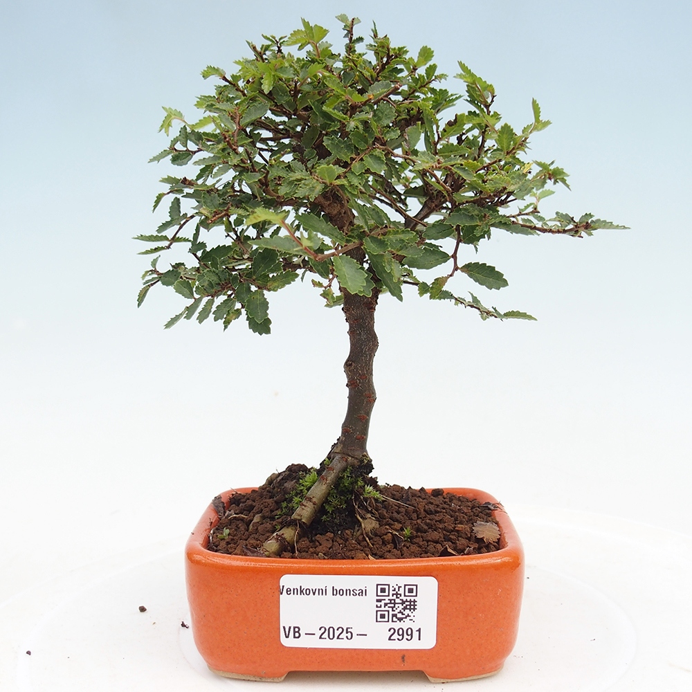 Bonsai für draußen - Ulmus parvifolia Sagei - Kleinblättrige Ulme