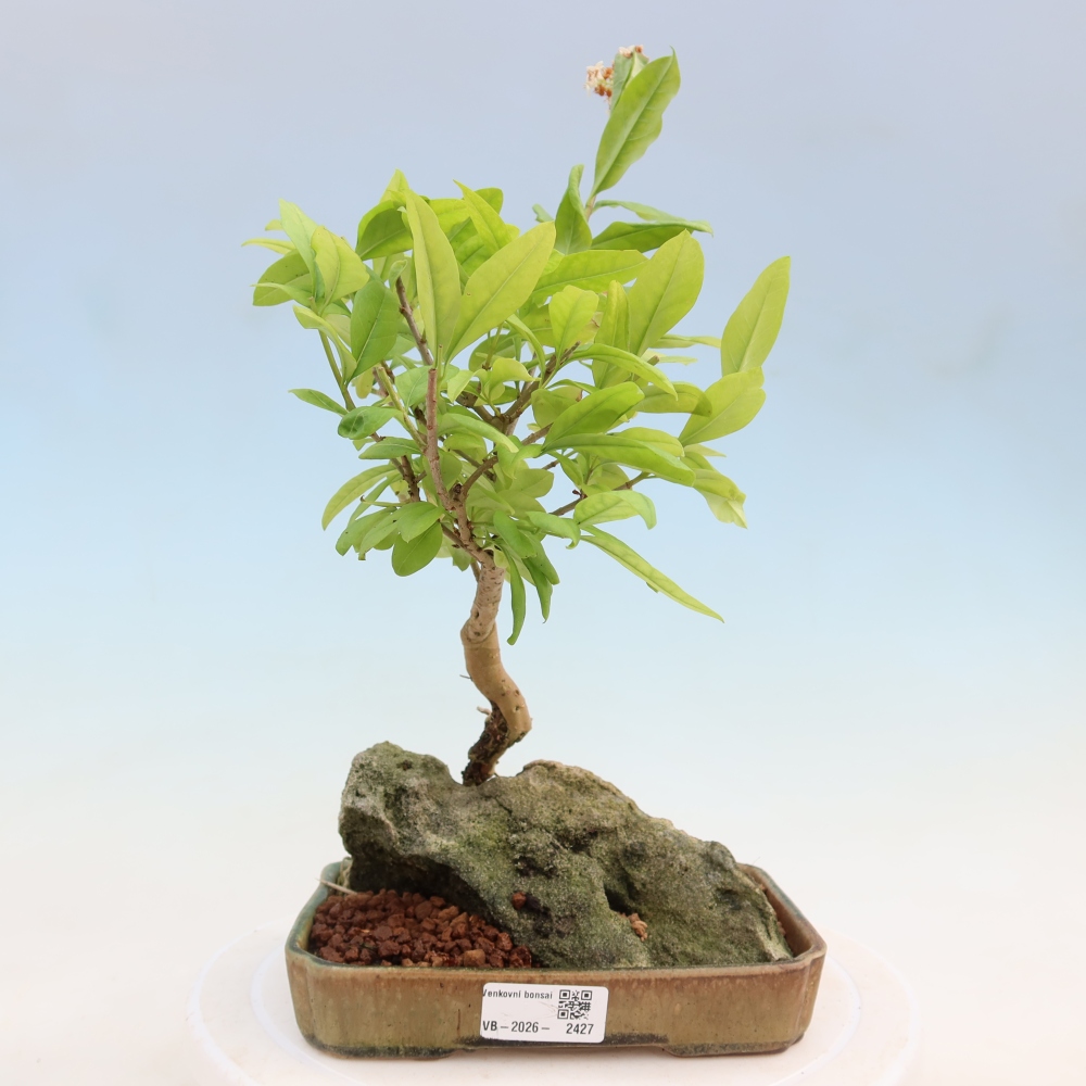 Bonsai für draußen - Ligustrum vulgare - Vogelschnabel