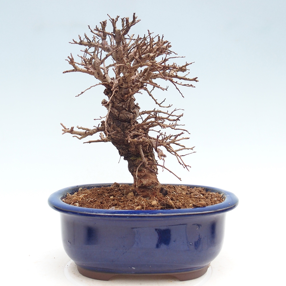 Bonsai für draußen - Zelkova - Zelkova NIRE