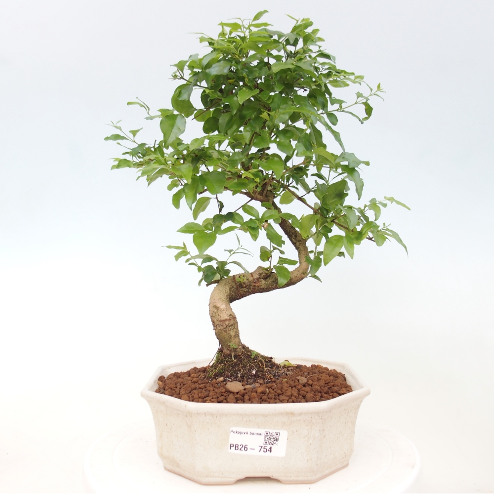 Zimmer Bonsai -Ligustrum chinensis - Vogelschnabel
