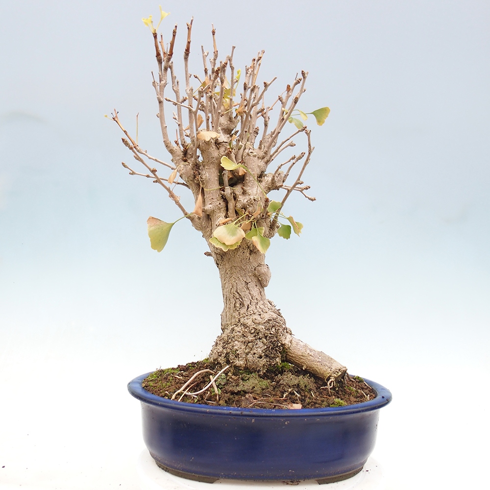 Bonsai für draußen - Ginkgo biloba - Ginkgo biloba