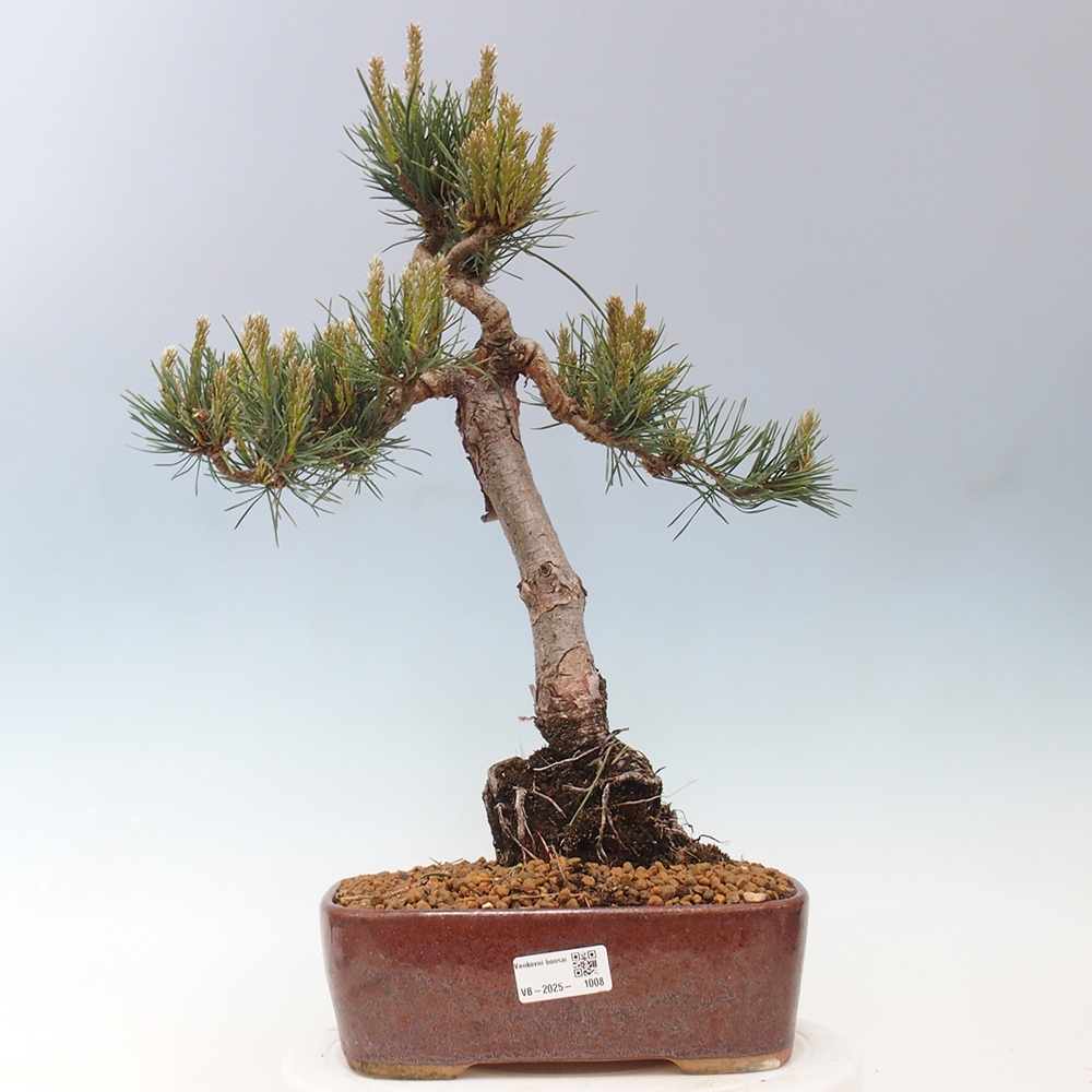 Bonsai für draußen - Pinus Sylvestris Watererri - Waldkiefer