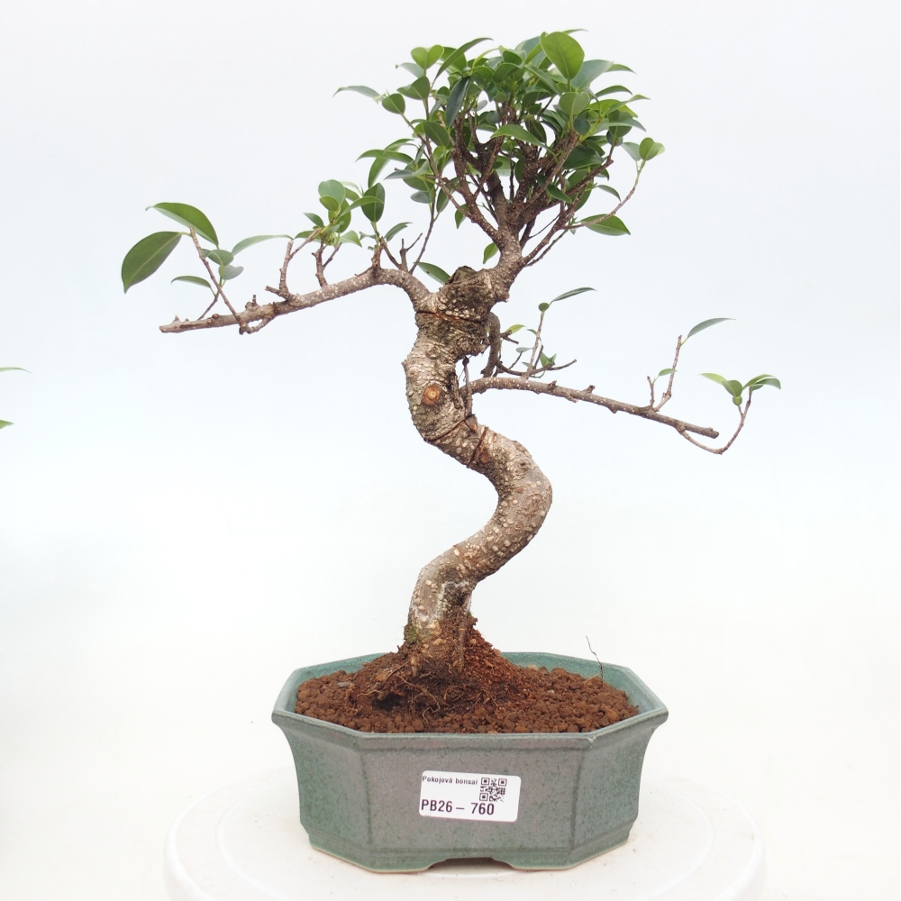 Zimmerbonsai - Ficus retusa - Kleinblättriger Ficus