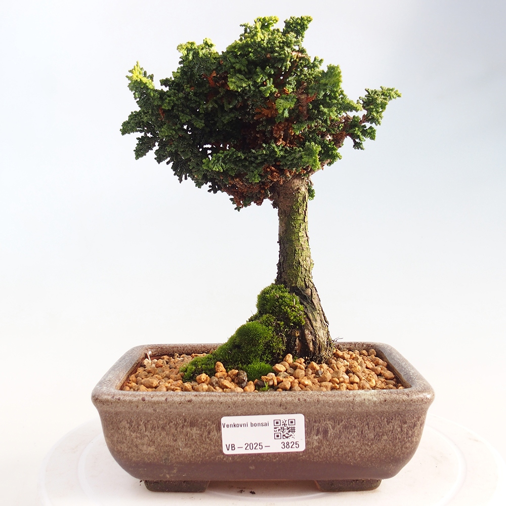 Bonsai für draußen - Cham. obtusa SEKKA HINOKI - Zypresse