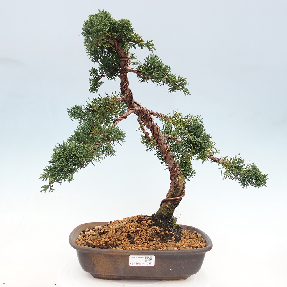 Bonsai für draußen - Juniperus chinensis Kishu