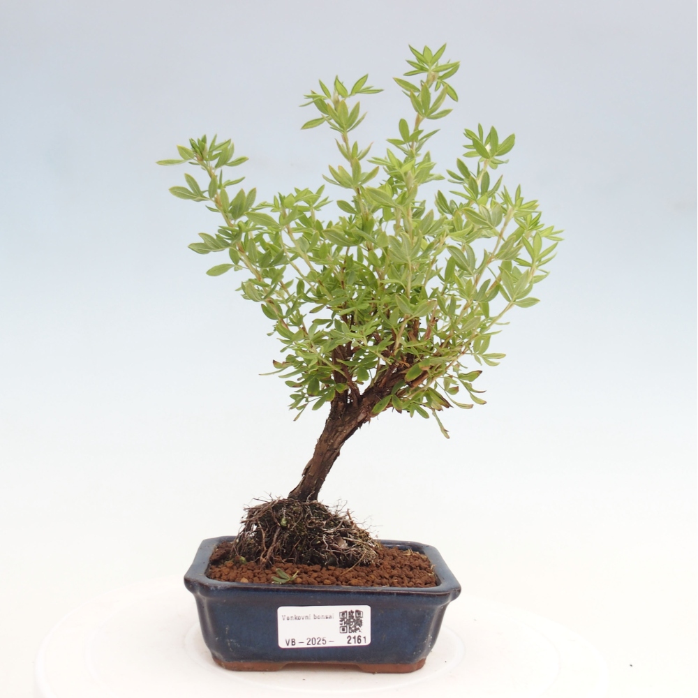 Bonsai für draußen - Potentila fruticosa gelber Vogel