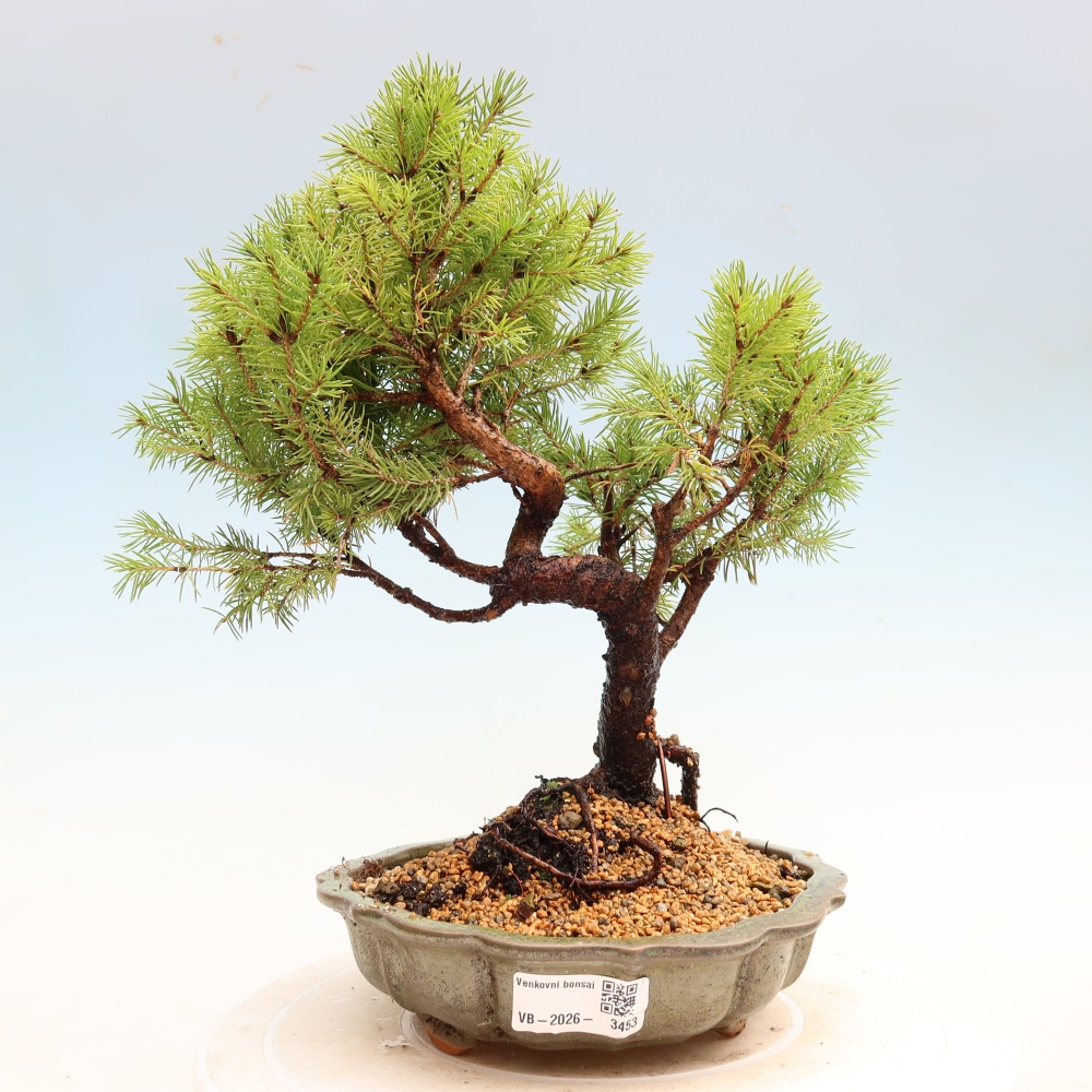 Bonsai für den Außenbereich – Graufichte – Picea glauca Globe